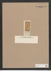 Navicula sp. (de-Toni-Nr.: Genus 1, Species 649 ?) Zeichnungen Sammlung Grunow Nr. 1565 (NHMW-BOT-W0368092)